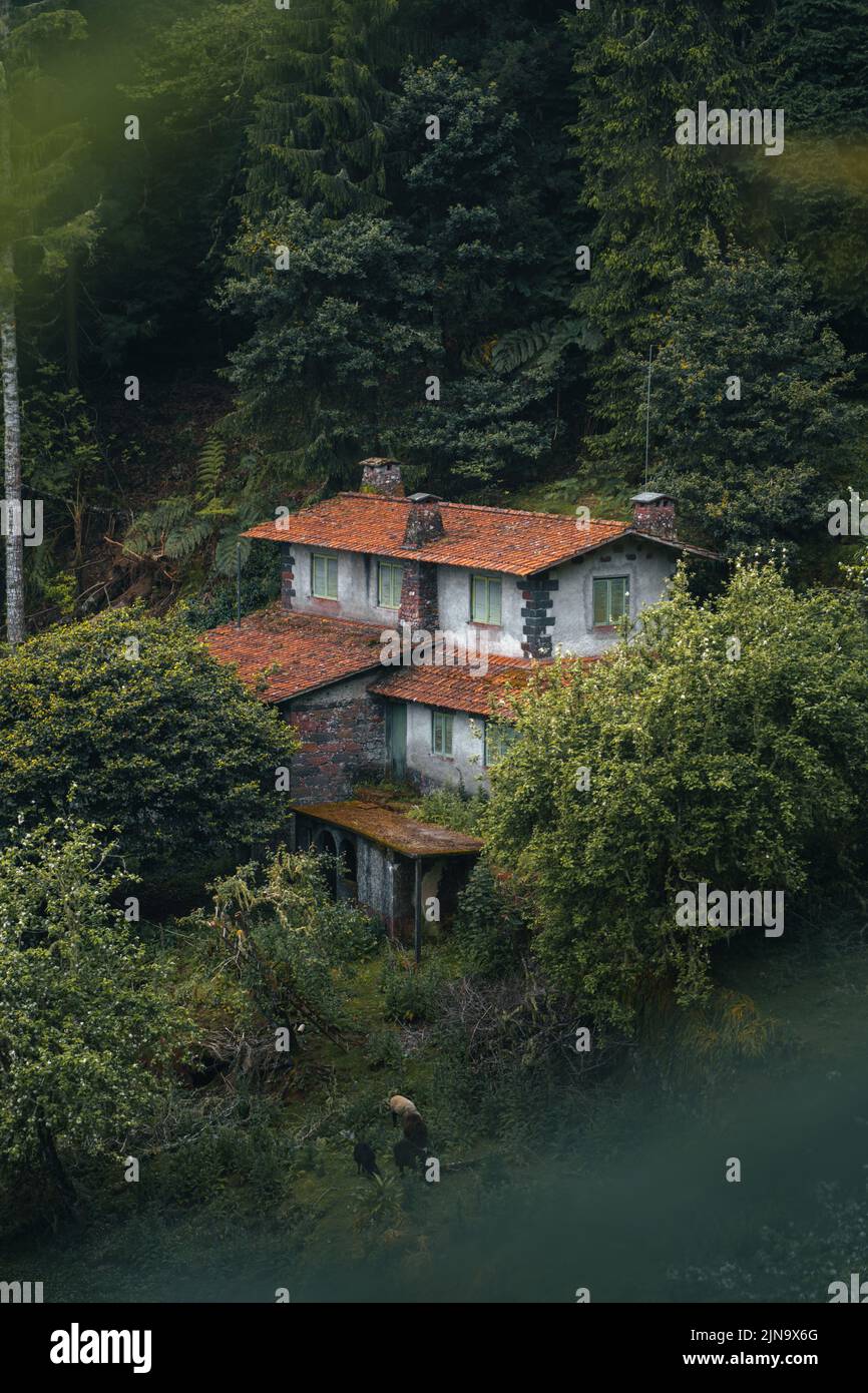 Une maison abandonnée cachée dans une nature verte couverte d'une brume légère Banque D'Images