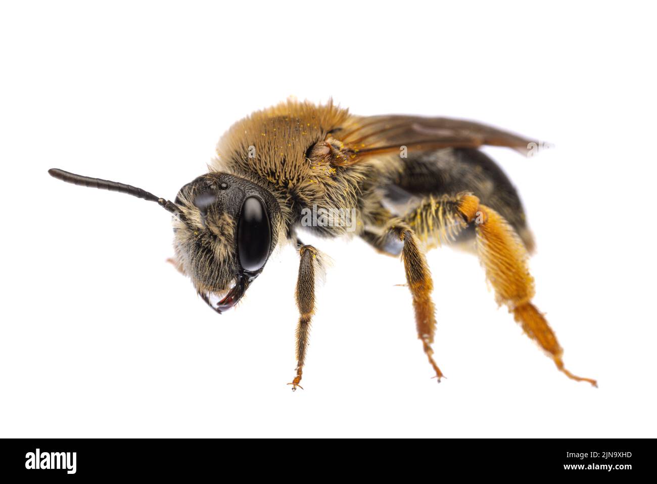 Insectes d'europe - abeilles: Vue latérale de la femelle Andrena haemorrhoa (rotschopfige Sandbiene allemand) isolée sur fond blanc Banque D'Images