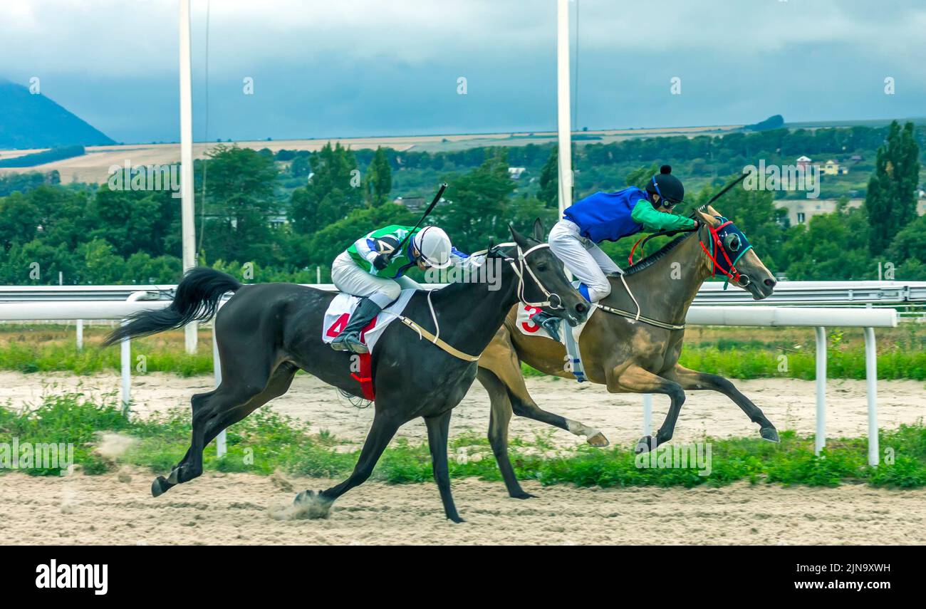 Terminez la course de chevaux pour le prix Shamborant à Pyatigorsk hippodrom, dans le nord du Caucase Banque D'Images