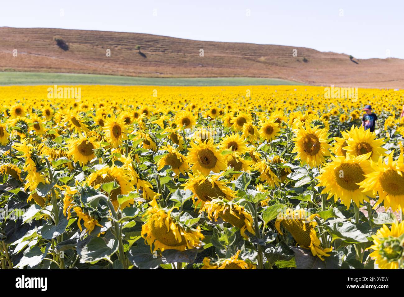 Dorset Sunflower Trail Maiden Castle Farm Dorchester 9th août 2022 Banque D'Images