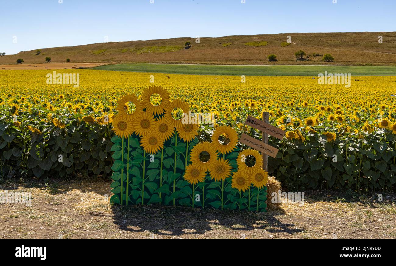 Dorset Sunflower Trail Maiden Castle Farm Dorchester 9th août 2022 Banque D'Images