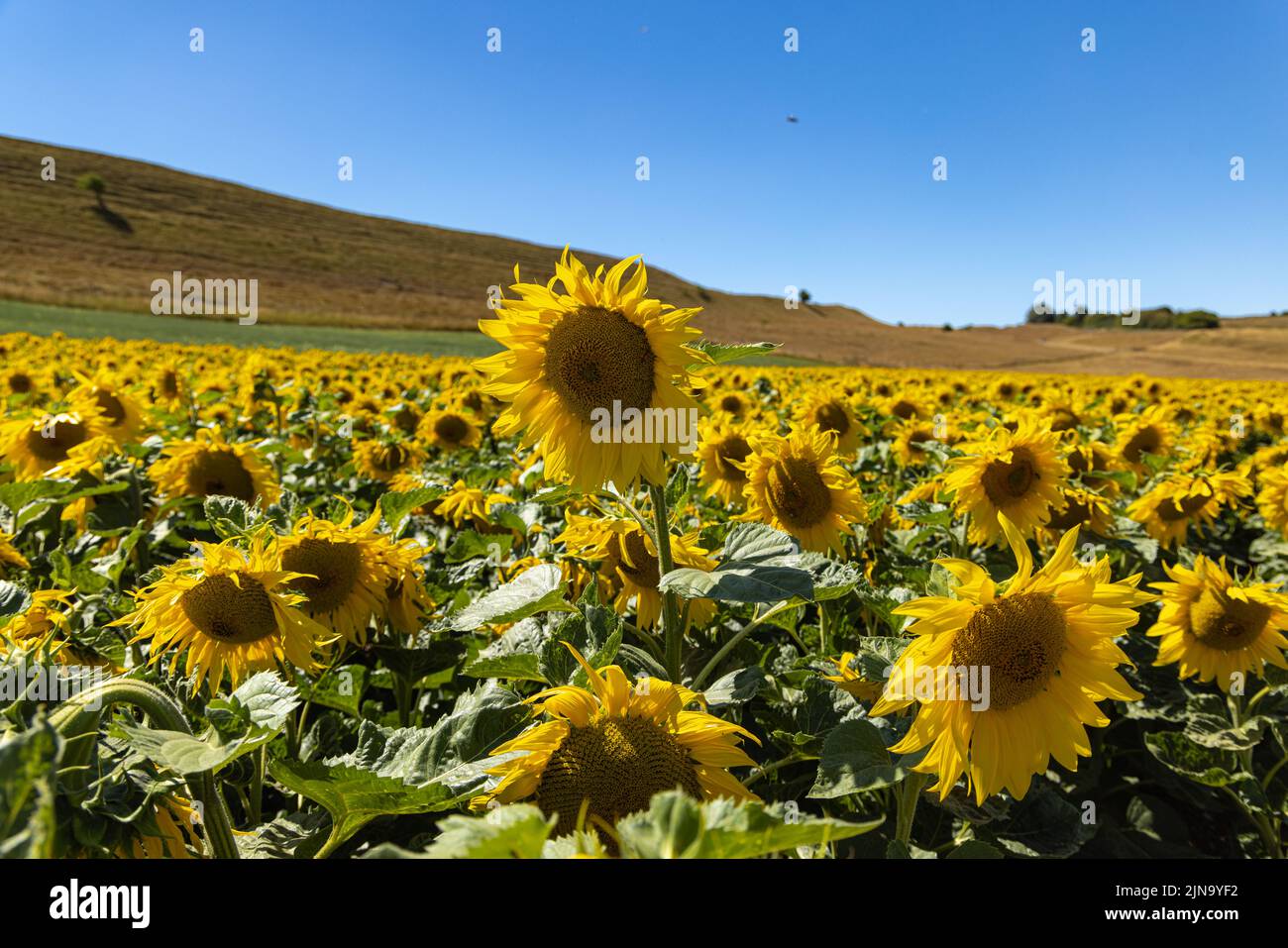 Dorset Sunflower Trail Maiden Castle Farm Dorchester 9th août 2022 Banque D'Images