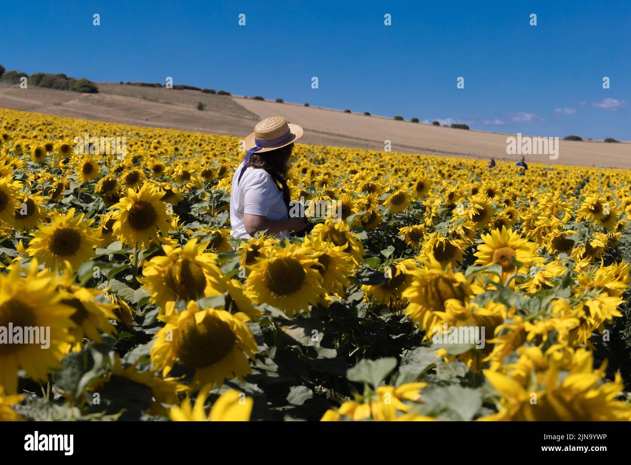 Dorset Sunflower Trail Maiden Castle Farm Dorchester 9th août 2022 Banque D'Images