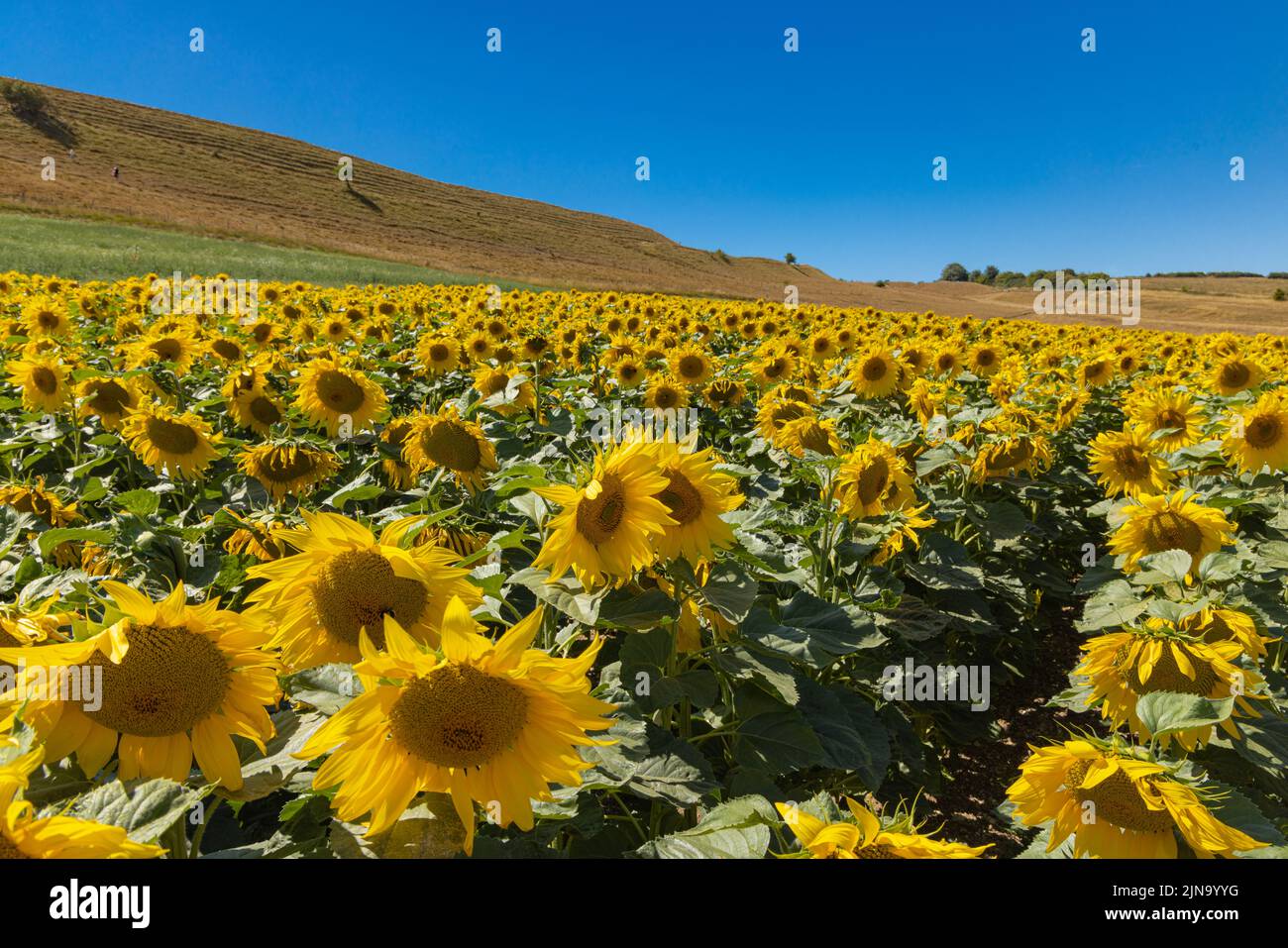 Dorset Sunflower Trail Maiden Castle Farm Dorchester 9th août 2022 Banque D'Images