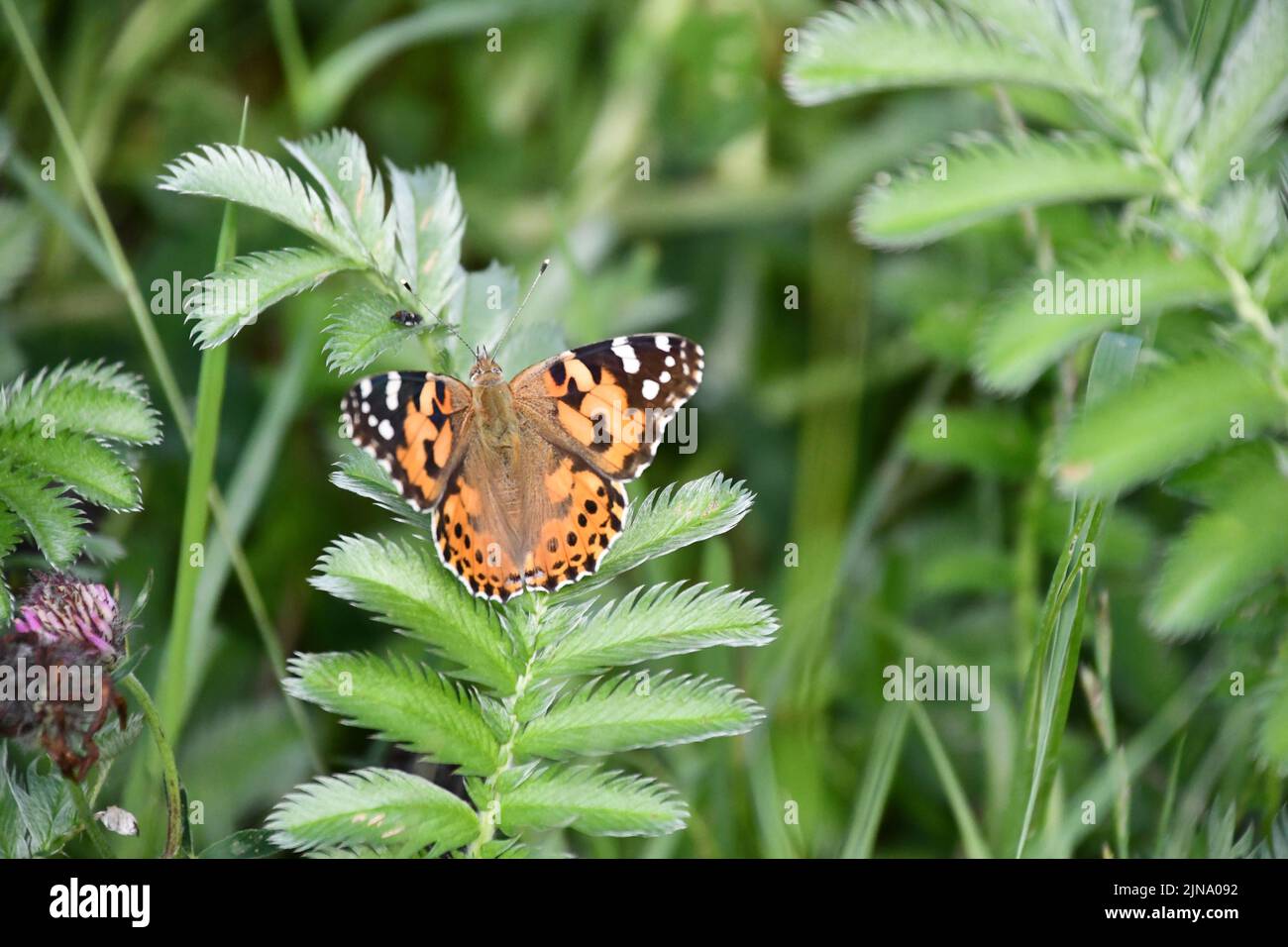 Petite écaille (Aglais urticae) Banque D'Images