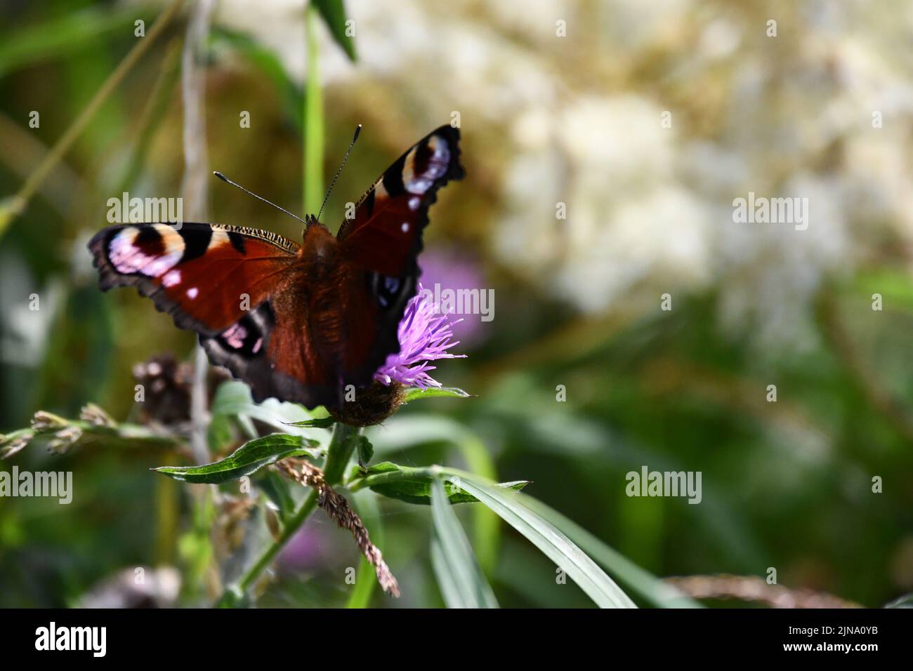 Peacock (Inachis io) papillon sur fleur, Kilkenny, Irlande Banque D'Images