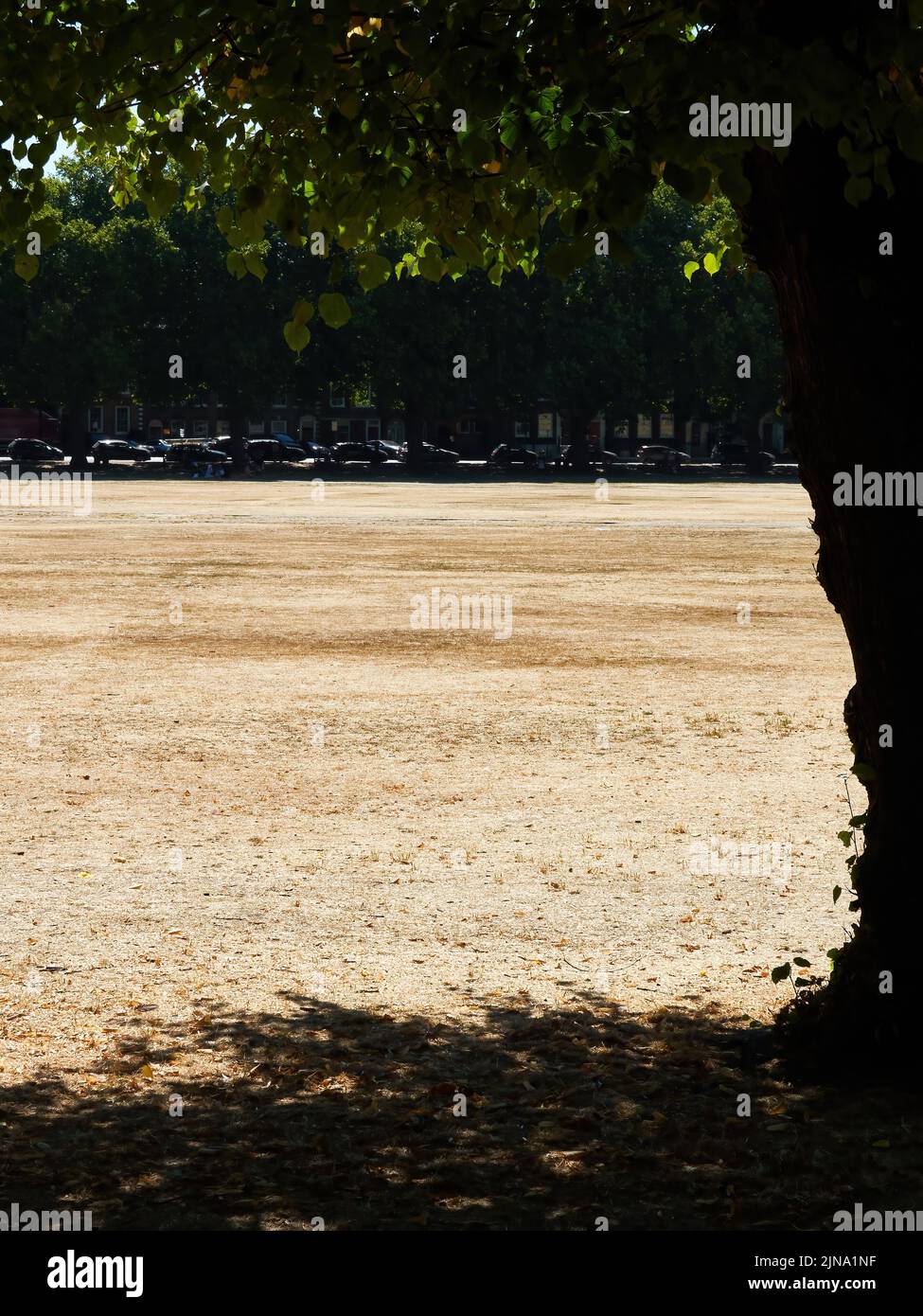 Le parc Richmond Green, normalement verdoyant et accueillant, s'est transformé en un bol à poussière hostile par des températures records et des mois sans pluie. Banque D'Images