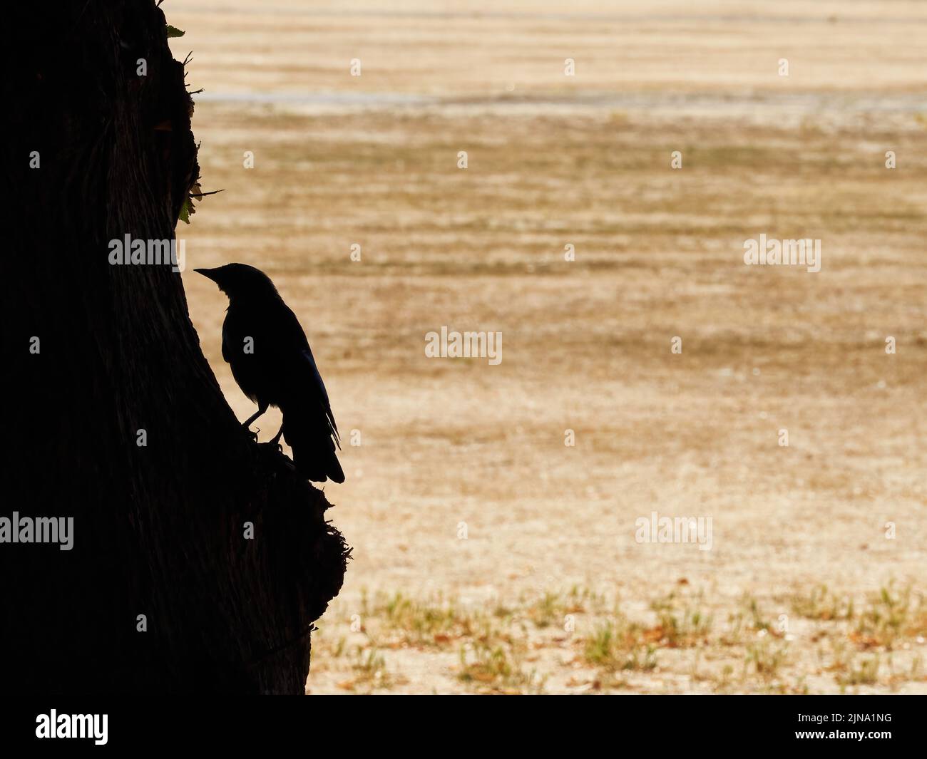 Un corbeau - oiseau de mauvais augure et de désastre - perché sur un tronc d'arbre en silhouette, devant un Richmond Green Park, baigné de soleil et frappé par la sécheresse. Banque D'Images