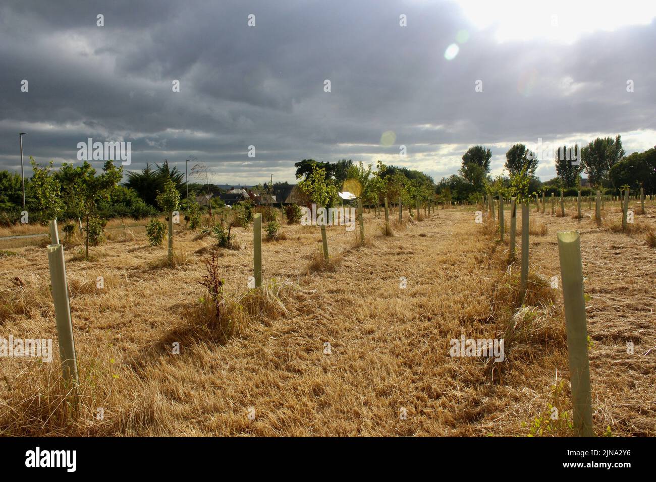 Projet de reboisement du bois somerset à taunton somerset, en angleterre, avec des jeunes arbres et des jeunes arbres plantés en rangées dans un champ vide Banque D'Images