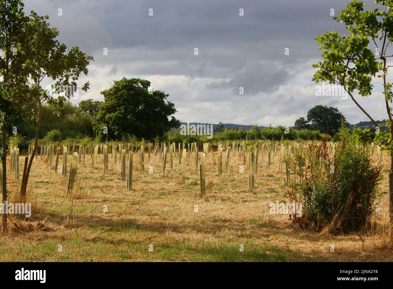 Projet de reboisement du bois somerset à taunton somerset, en angleterre, avec des jeunes arbres et des jeunes arbres plantés en rangées dans un champ vide Banque D'Images