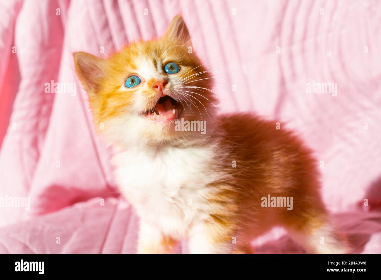 Petit chaton rouge ludique à bouche ouverte. Animal de compagnie sain. Banque D'Images