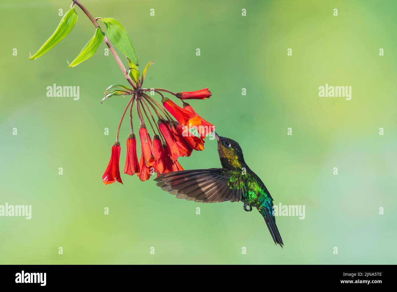 Un colibri à gorge fiery utilisant multi-flash, Costa Rica Banque D'Images