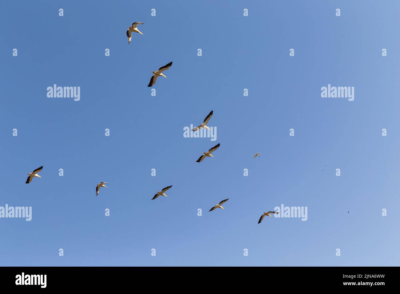 Troupeau de pélicans volant sur ciel bleu. C'est un pélican à dos rose , Pelecanus rufescens dans le parc national de Djoudj, Sénégal. C'est un sanctuaire d'oiseaux en Afrique Banque D'Images