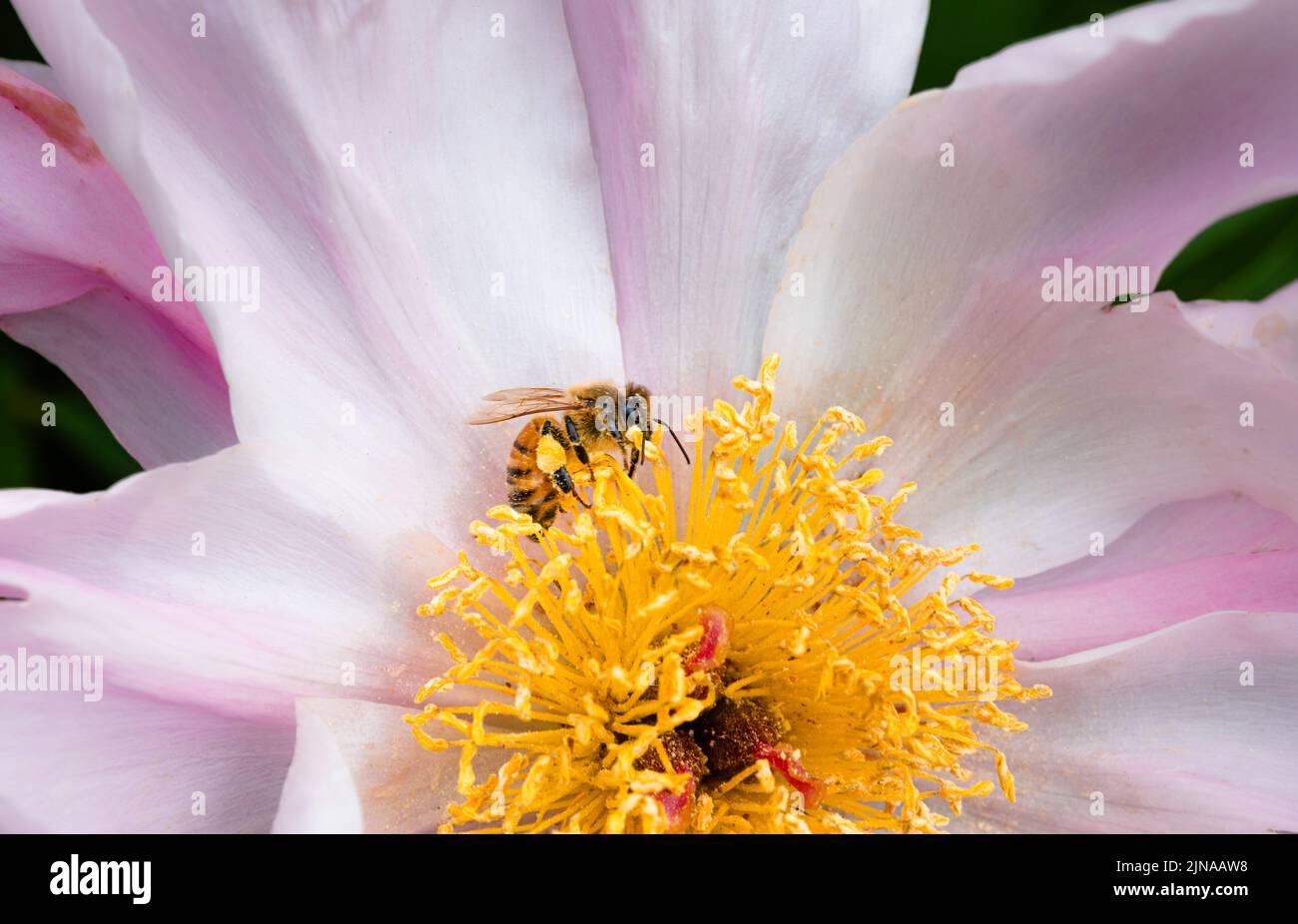 Abeille collecte de pollen jaune à partir d'une pivoine rose Banque D'Images