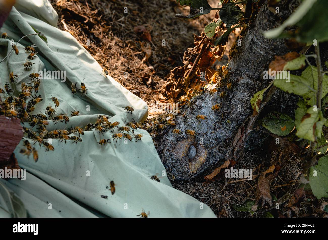 Essaiez les abeilles en soufflant et en marchant de l'arbre dans la boîte Banque D'Images