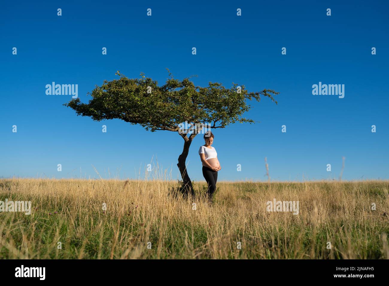 Une femme enceinte avec un arbre. Banque D'Images