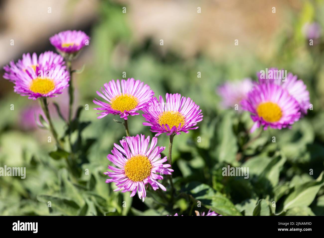 Fleurs de Marguerite en bord de mer, Erigeron glaucus, Swanage, Dorset, Angleterre Banque D'Images