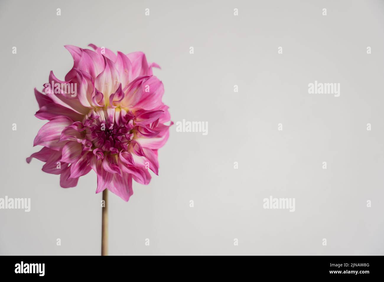 Dahlia rose, arrière-plan esthétique minimal avec espace de copie Banque D'Images