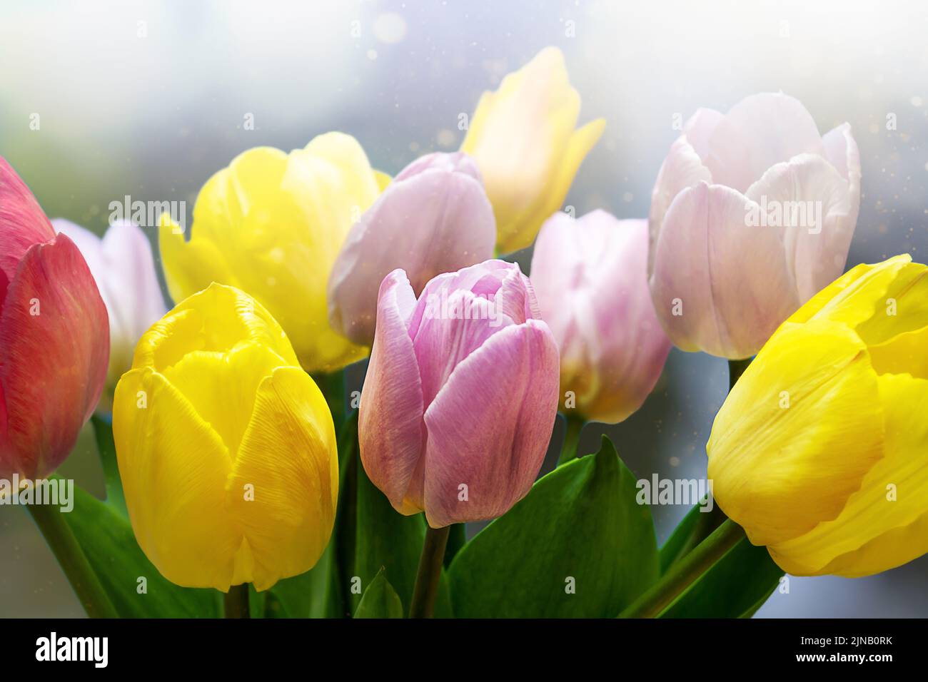 bouquet de tulipes sur un sur un fond flou coloré gros plan Banque D'Images