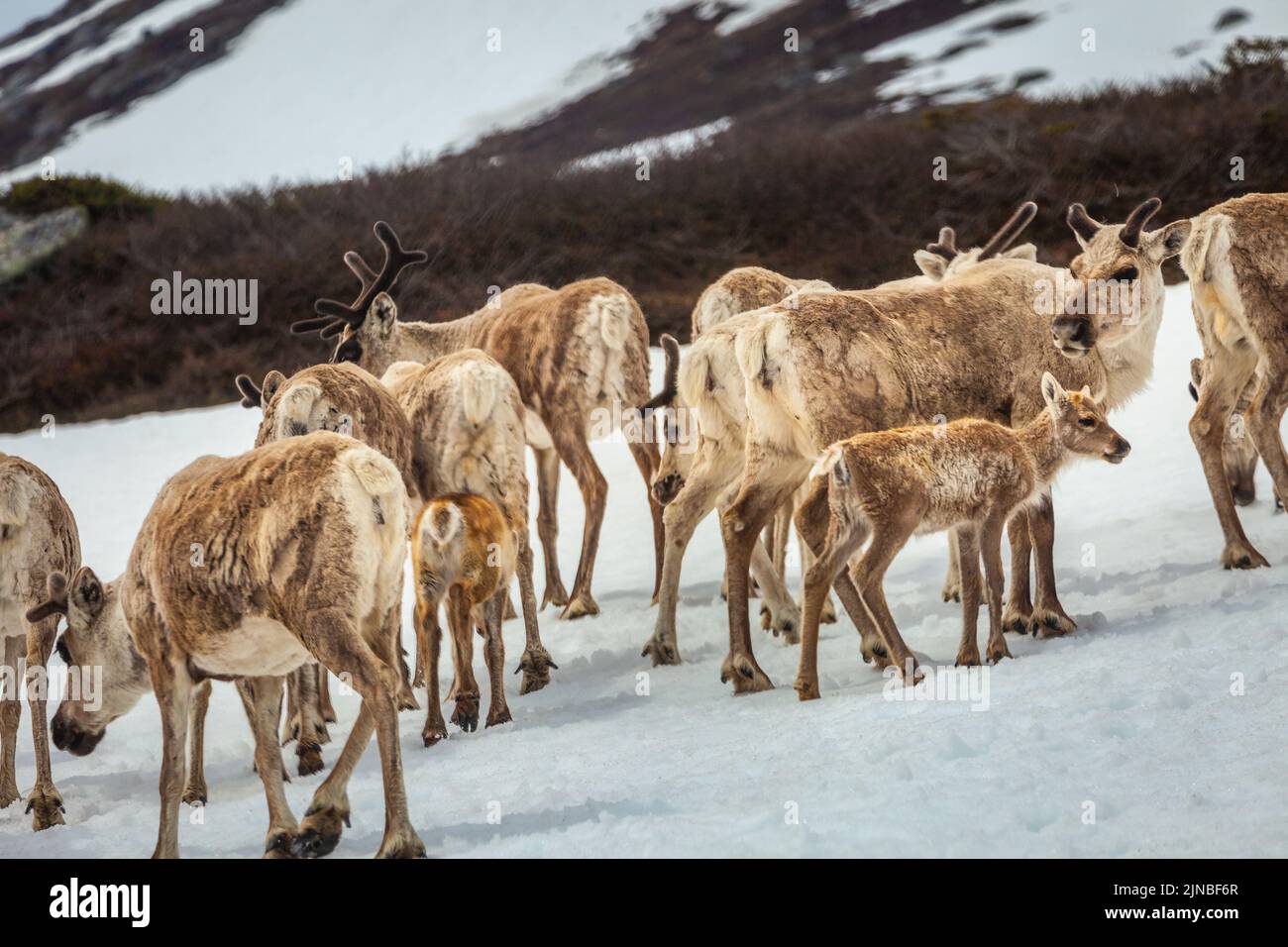 Groupe de jeunes rennes caribous dans la toundra de Norvège, en Scandinavie Banque D'Images