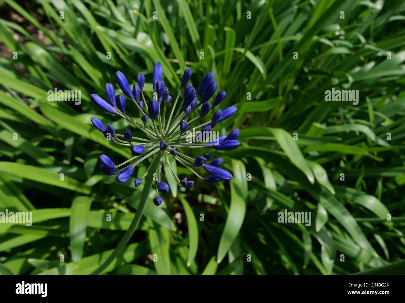 Arrière-plan plein cadre de fleur d'agapanthus bleu vif et de feuillage Banque D'Images