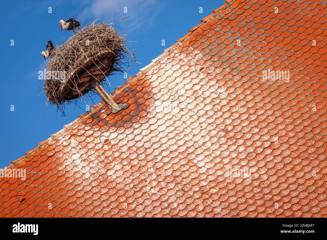 Stork nichent dans l'architecture alsacienne de Colmar au printemps, dans l'est de la France Banque D'Images