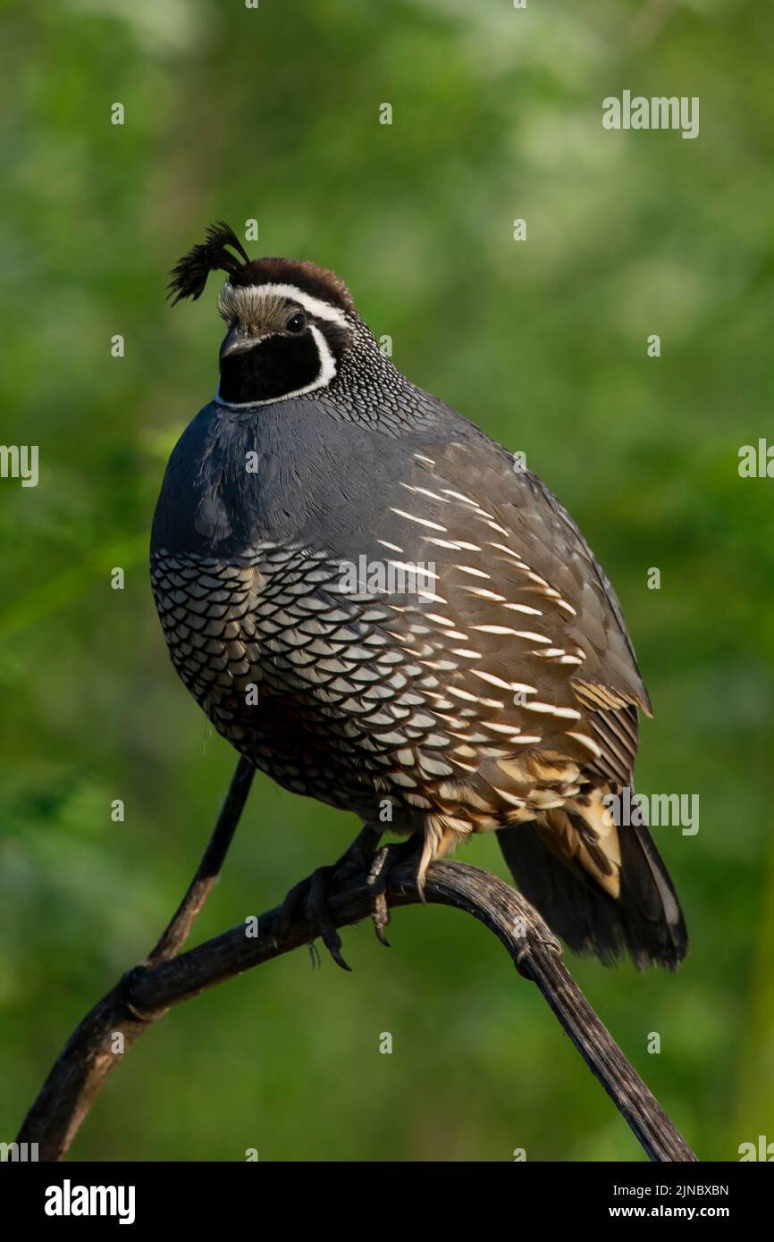 California Quail en plein soleil le matin dans le parc national d'Eagle Island, Idaho. Banque D'Images
