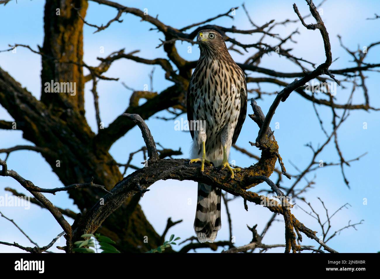 Coopers Hawk immature aperçu dans le parc national d'Eagle Island, Idaho. Banque D'Images