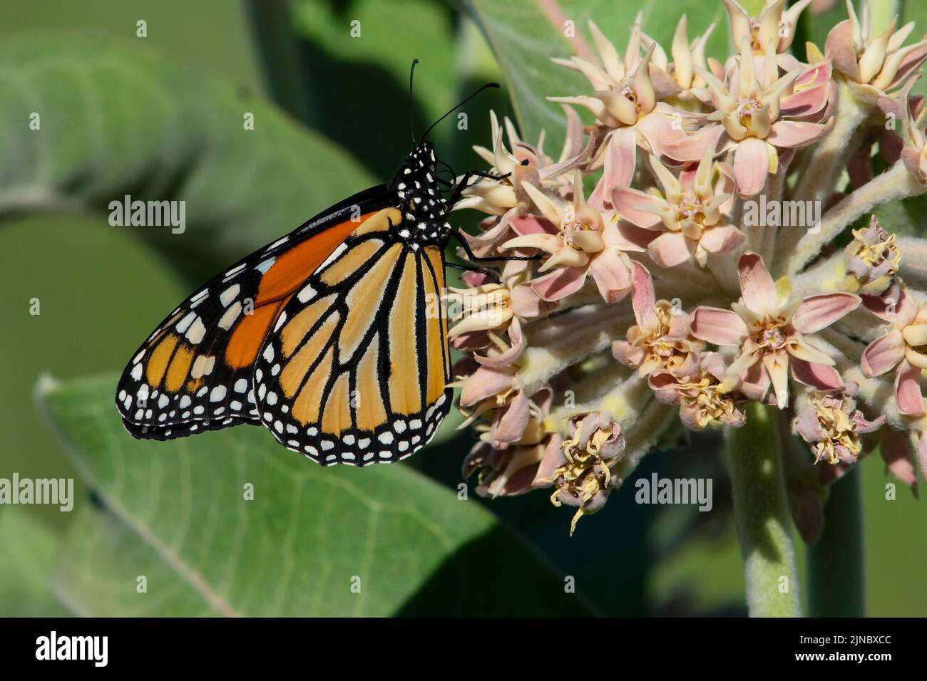 Papillon monarque (Danaus plexippus) sur la fleur sauvage de l'herbe à lait dans le parc national d'Eagle Island, Idaho, États-Unis en 2022. Banque D'Images