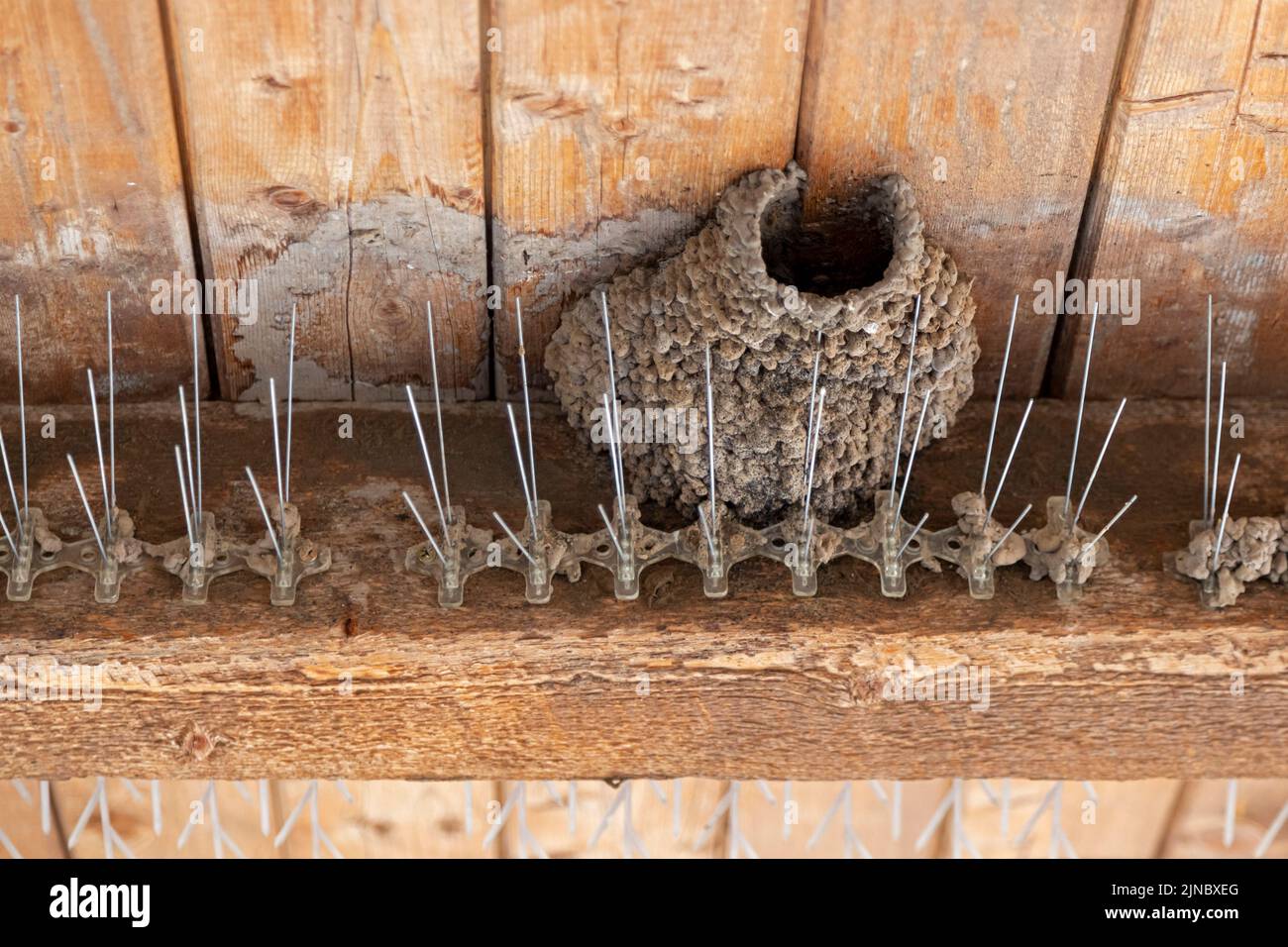 Gunnison, Colorado - Une hirondelle de falaise dans l'aire de loisirs nationale de Curecanti a utilisé les pointes anti-oiseaux dans un abri de pique-nique pour soutenir son nid. Banque D'Images
