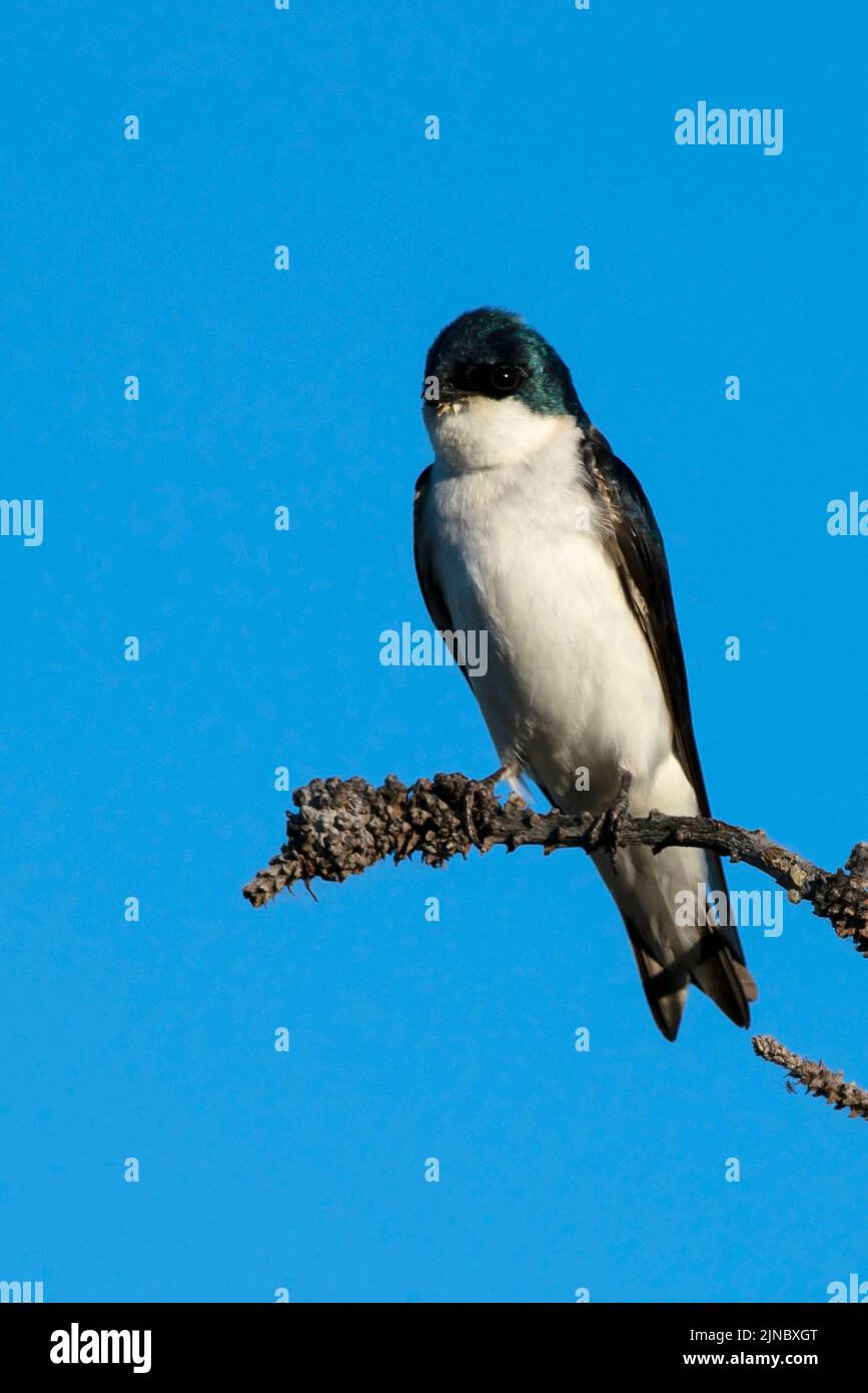 Ce mâle de l'algue à arbre (Tachycineta bicolor) a été photographié dans le parc national d'Eagle Island, Idaho, États-Unis. Banque D'Images