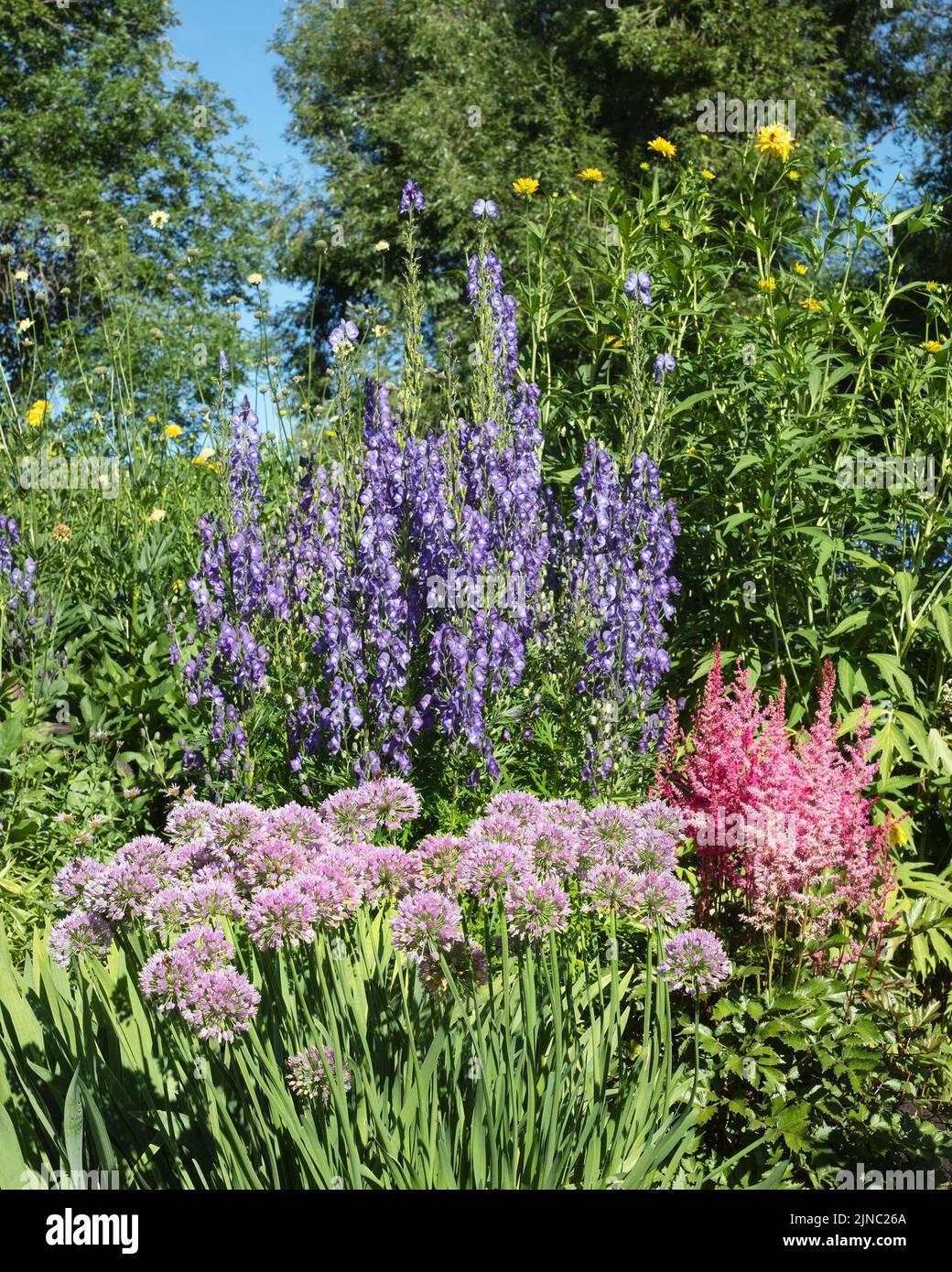 Jardin fleuri dans un parc municipal de quartier en été, Riley Park, Calgary, Alberta, Canada Banque D'Images