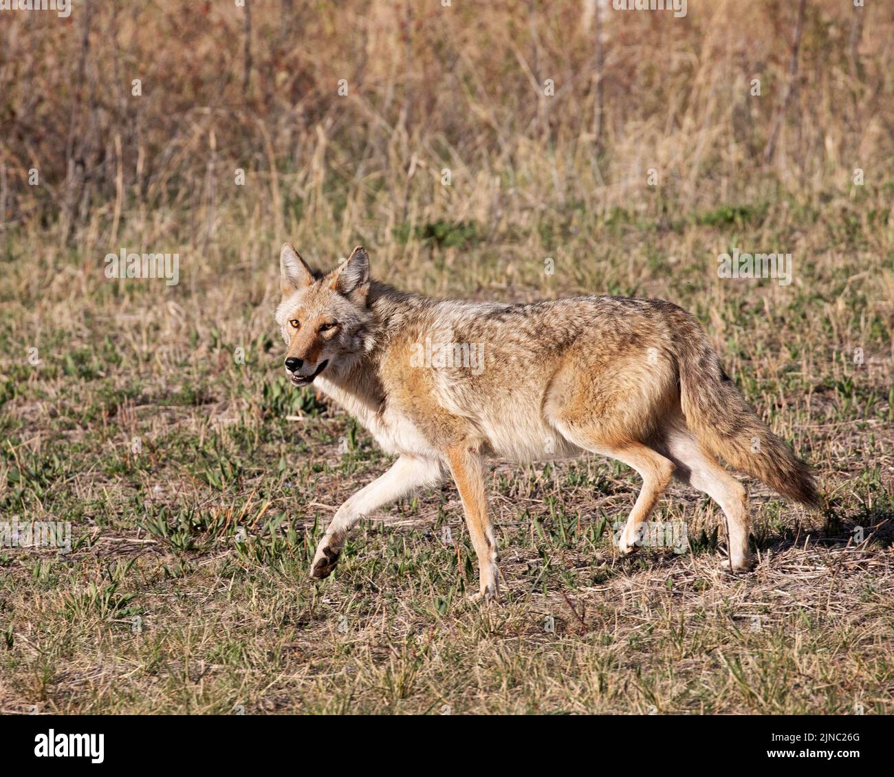 Coyote qui traverse l'herbe dans un parc municipal, Calgary, Alberta, Canada. Latrans de Canis Banque D'Images