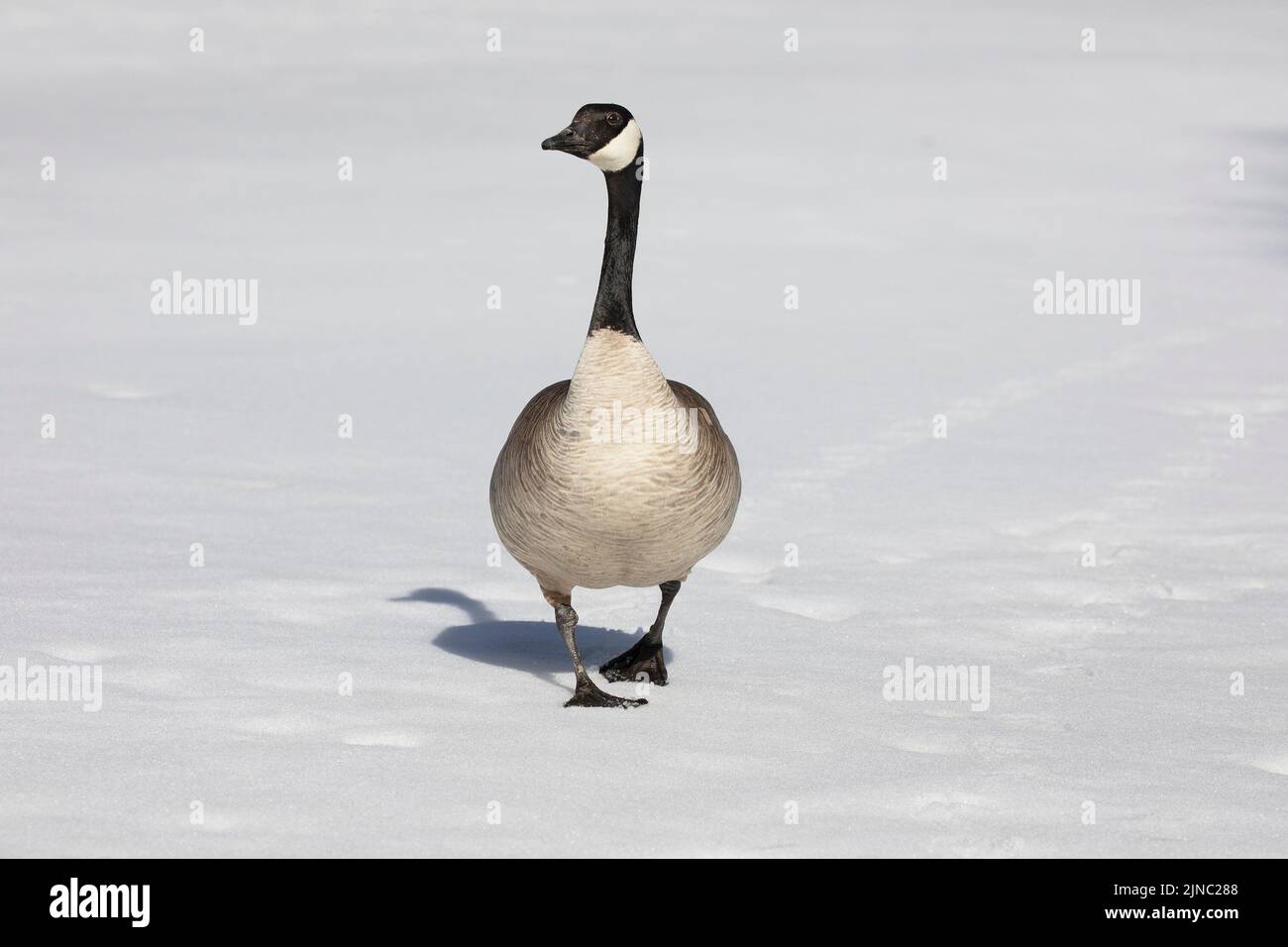 La bernache du Canada traverse un étang couvert de neige dans le parc de l'île Prince. Calgary, Alberta, Canada. Branta canadensis Banque D'Images