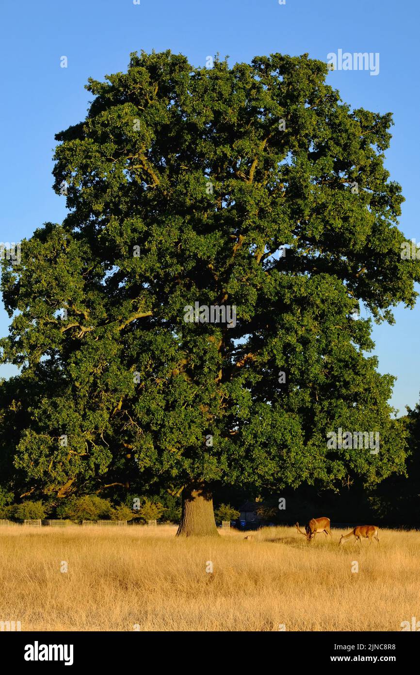 Londres, Royaume-Uni, 10th août 2022. Une paire de cerfs rouges se trouve sous un chêne. Après des conditions chaudes et ensoleillées, le mois de juillet le plus sec a quitté le parc Teddington avec de grandes zones d'herbe jauneuse. Un avertissement de chaleur extrême orange a été émis par le bureau du met cette semaine car les températures devraient atteindre le milieu des 30 degrés celsius. Crédit : onzième heure Photographie/Alamy Live News Banque D'Images