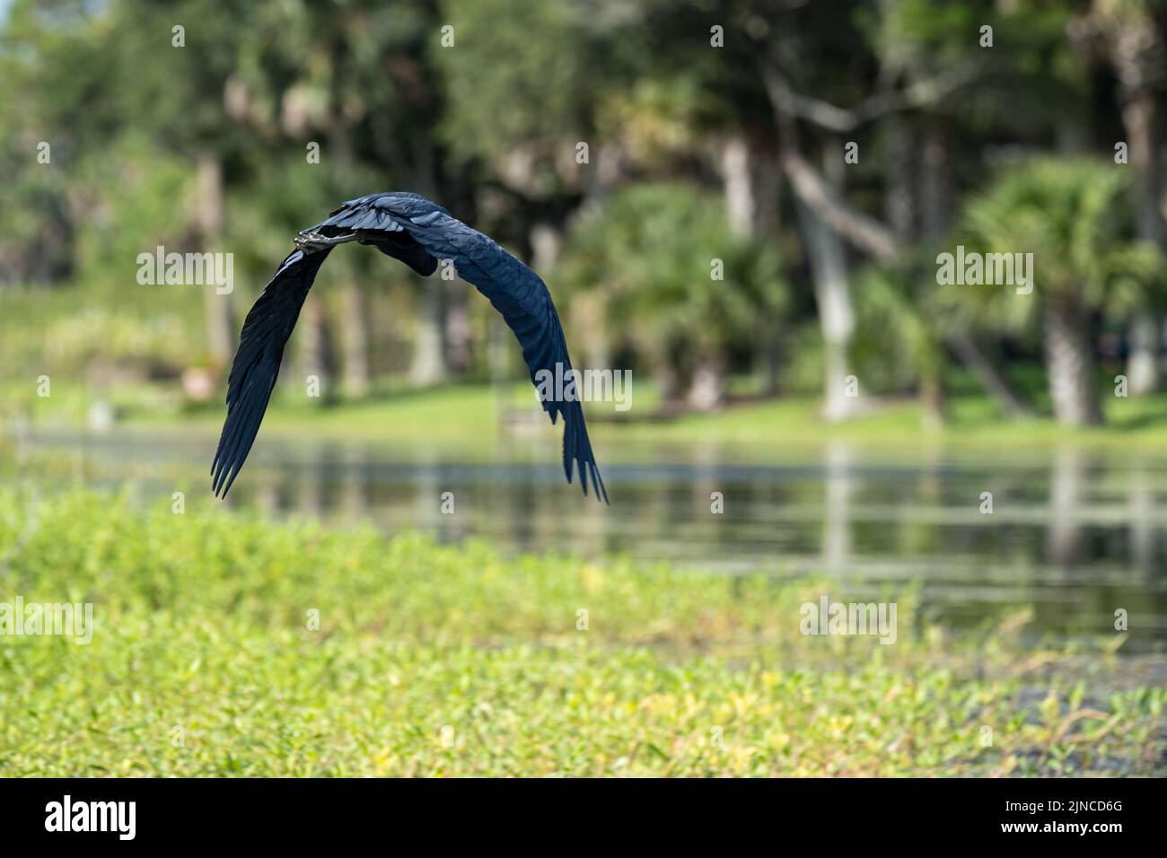 Little Blue Heron en vol le long de la rivière Guana à Ponte Vedra Beach, Floride. (ÉTATS-UNIS) Banque D'Images
