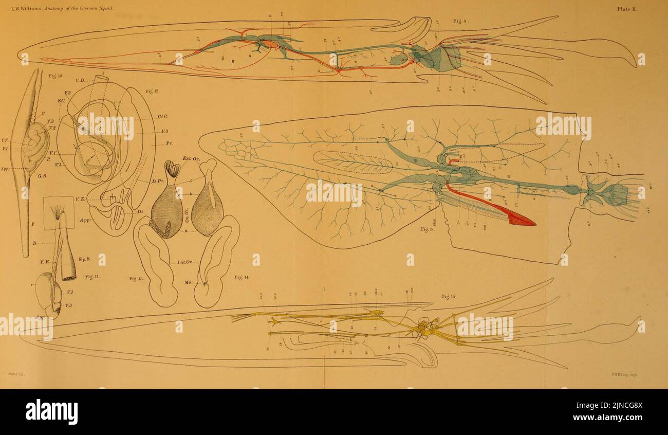 L'anatomie du calmar commun, Loligo pealii, Lesueur Banque D'Images