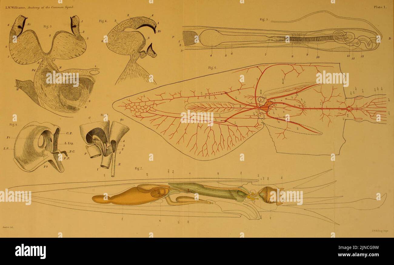 L'anatomie du calmar commun, Loligo pealii, Lesueur Banque D'Images