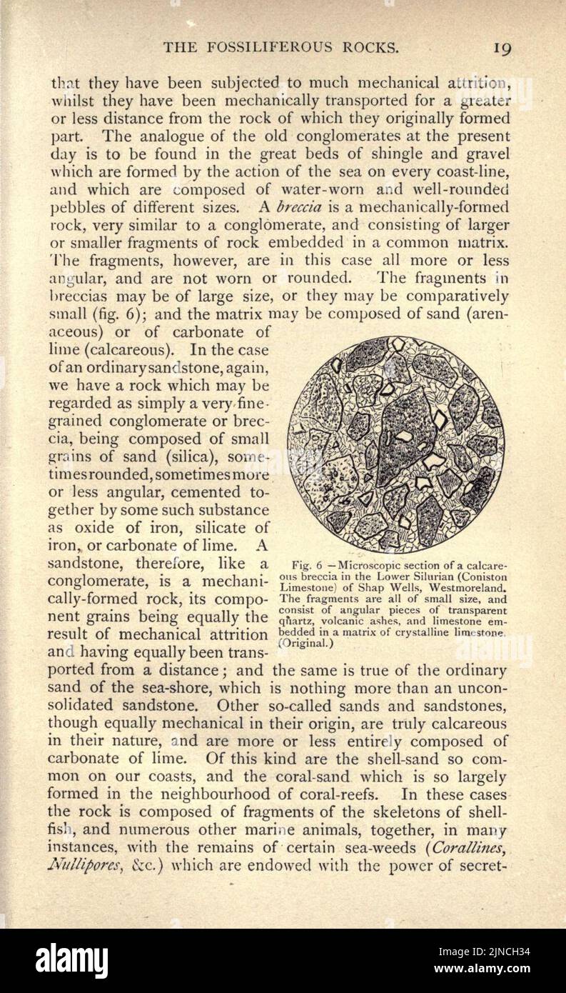 L'ancienne vie-histoire de la terre (page 19) Banque D'Images