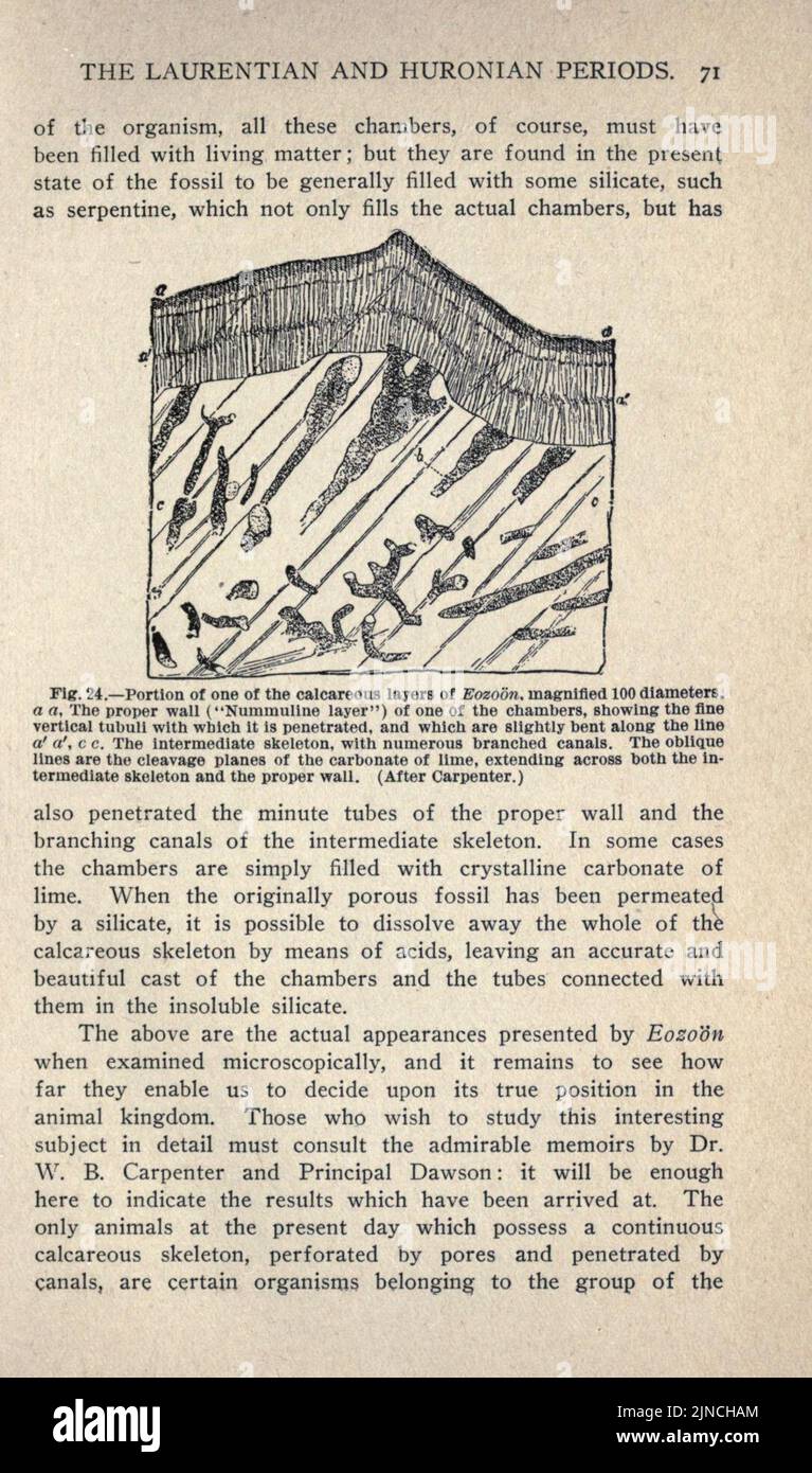 L'ancienne vie-histoire de la terre (page 71) Banque D'Images