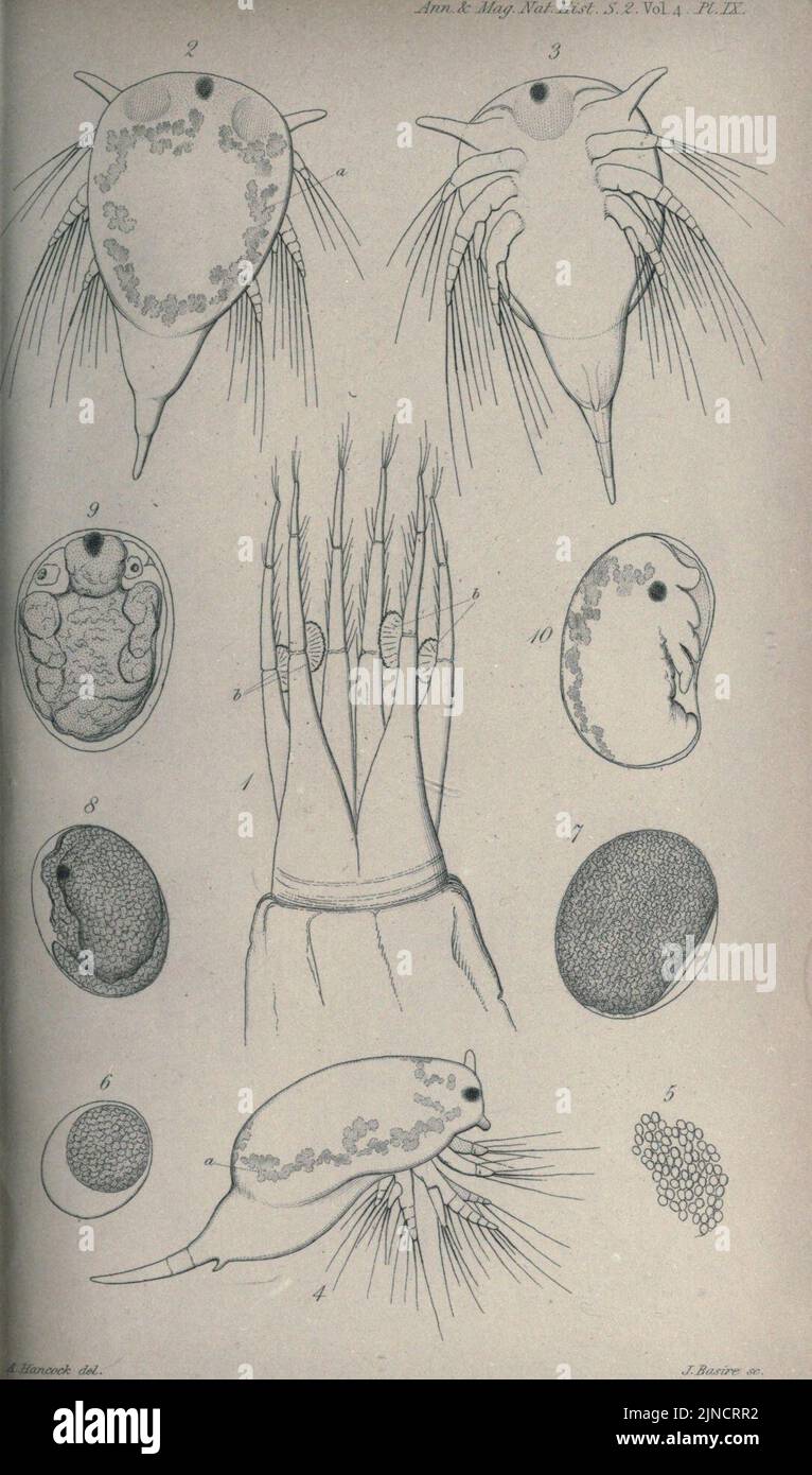 Les Annales et magazine d'histoire naturelle; zoologie, botanique et géologie (1849) (18687001) Banque D'Images