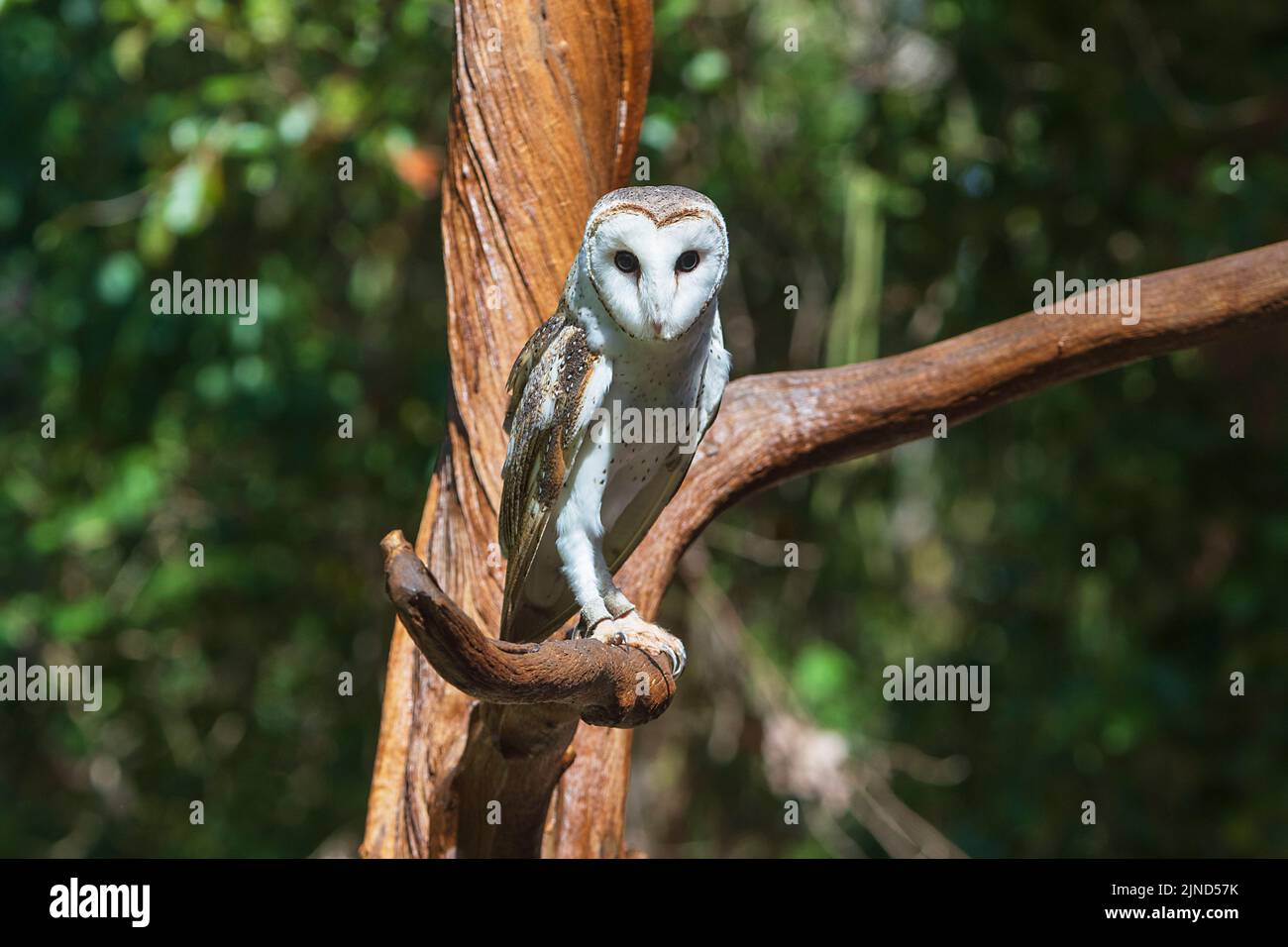 Barn Owl (Tyto alba) perché sur un arbre lors d'un spectacle d'oiseaux, Wildlife Territory Park, Darwin, territoire du Nord, territoire du Nord, territoire du Nord, Australie Banque D'Images