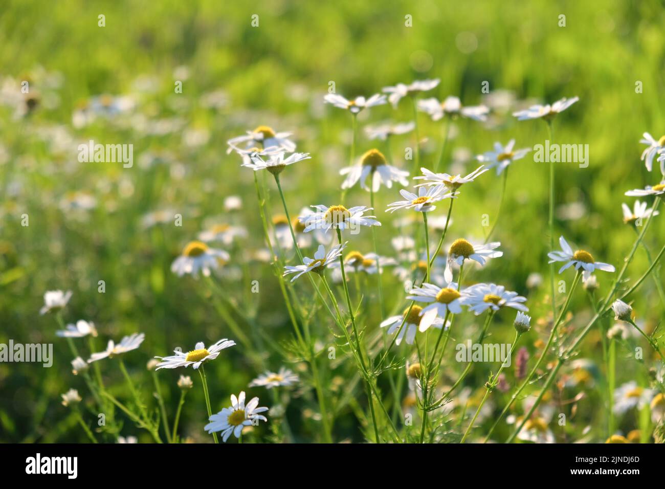 Belles fleurs de camomille dans la prairie. Scène nature printemps ou été. Mise au point sélective. Banque D'Images