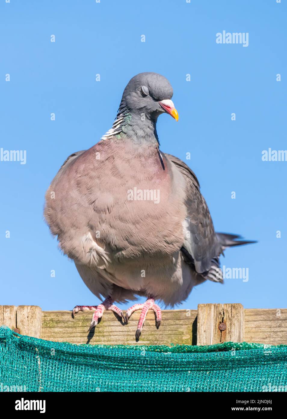 Pigeon de bois (Columba palumbus) perché sur une clôture en Angleterre, Royaume-Uni. Woodpigeon perching. Banque D'Images