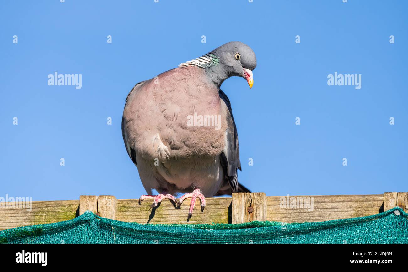 Pigeon de bois (Columba palumbus) perché sur une clôture en Angleterre, Royaume-Uni. Woodpigeon perching. Banque D'Images