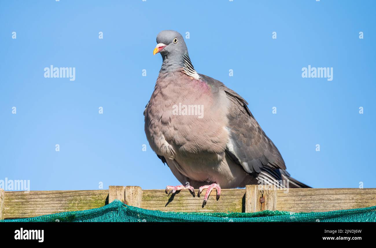 Pigeon de bois (Columba palumbus) perché sur une clôture en Angleterre, Royaume-Uni. Woodpigeon perching. Banque D'Images