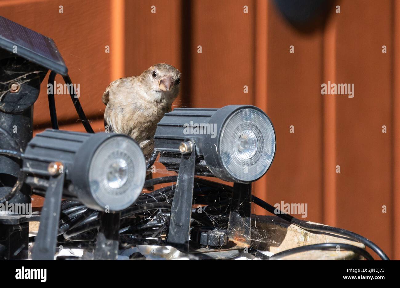 Femelle House Sparrow (passer domesticus), un petit oiseau, dans un jardin en été en Angleterre, Royaume-Uni. Banque D'Images