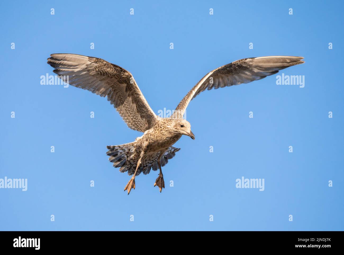 Le jeune Goéland argenté (Larus argentatus) en vol avec des ailes étirées contre le ciel bleu en été au Royaume-Uni. Banque D'Images
