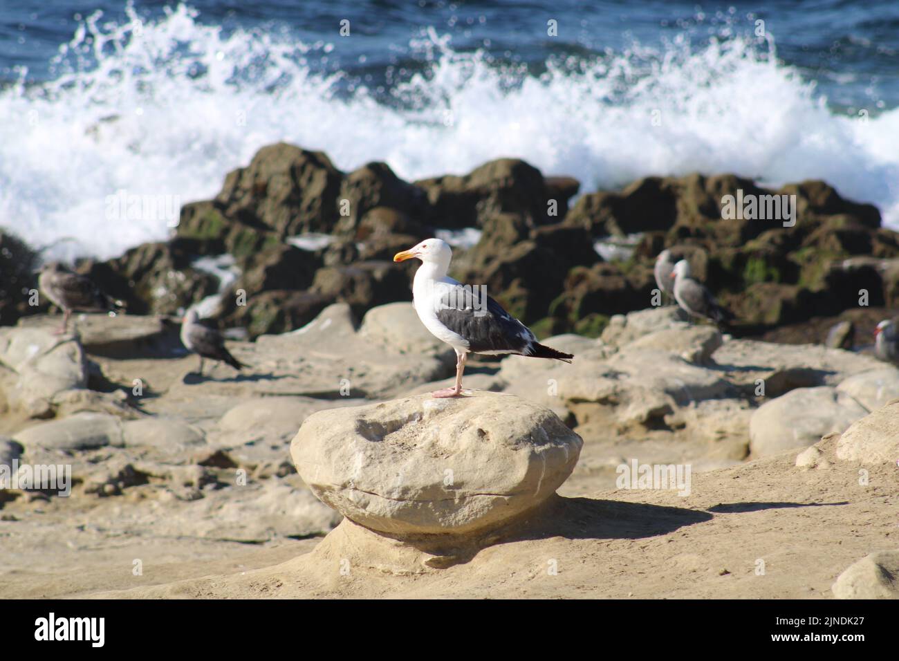 Gros plan d'un mouette debout sur un petit rocher à côté d'une plage dans le sud de la Californie. Beaucoup d'autres mouettes vues assis en arrière-plan. Banque D'Images