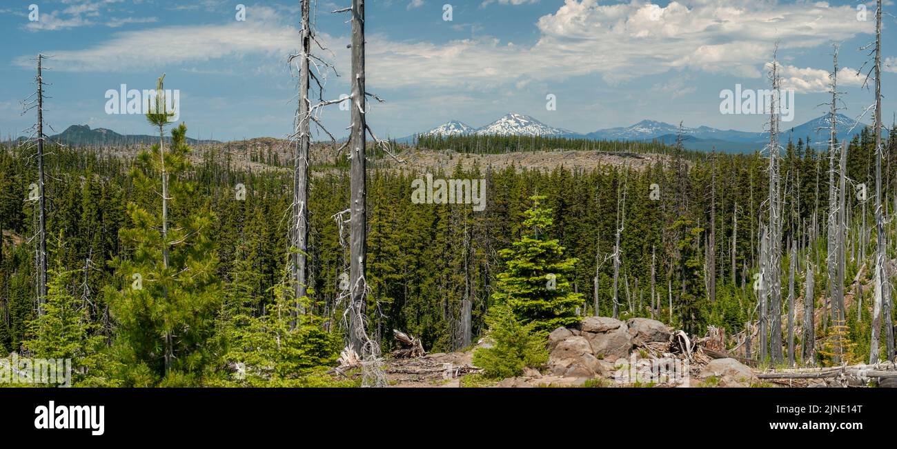Vue sur les volcans du centre de l'Oregon depuis le Pacific Crest Trail. Vue vers le nord depuis un point de vue sur l'épaule de Charlton Butte. De gauche à droite : irlandais M Banque D'Images